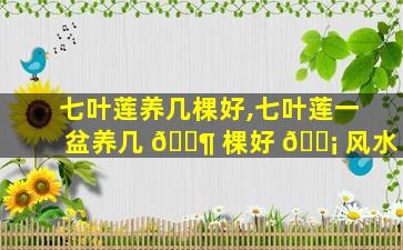 七叶莲养几棵好,七叶莲一盆养几 🐶 棵好 🐡 风水